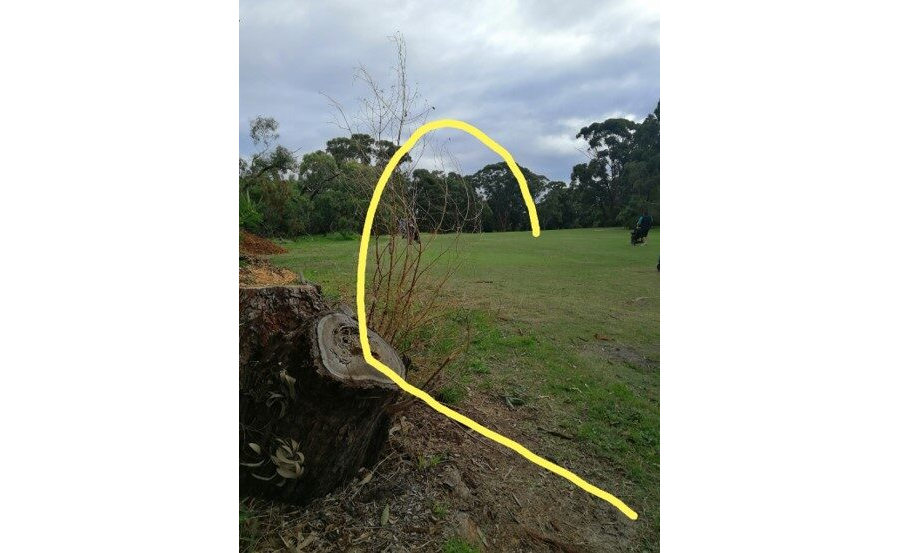 Spring Park May 2021